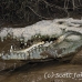 crocodile_american_tar_h_1533_cos2536.jpg